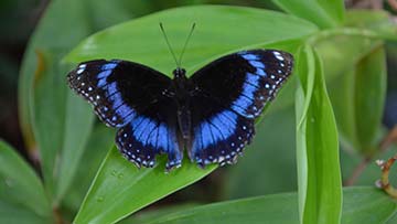 Blue and black butterfly