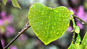 Heart-shaped leaf in the rain