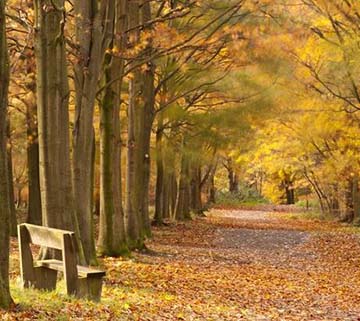Beech trees
