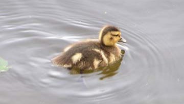 Duck