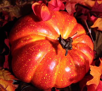 Thanksgiving pumpkin