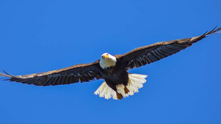 American bald eagle