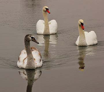 Swans