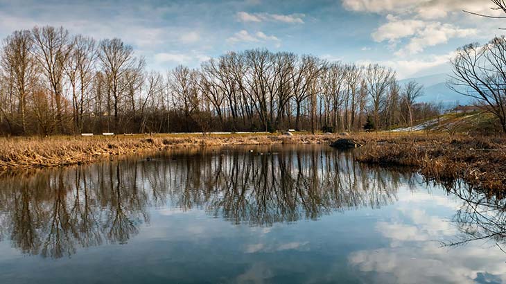 Trees reflected in lake