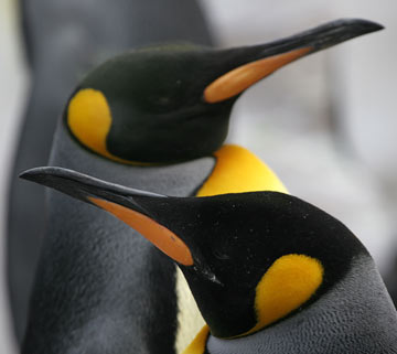 Penguins