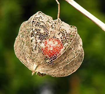 Physalis