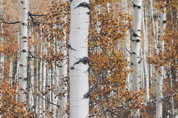 2015-01-Life-of-Pix-trees-white-trunk-nature-john-price