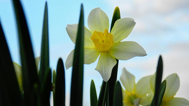 daffodil