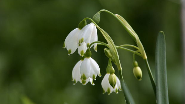 snowdrop