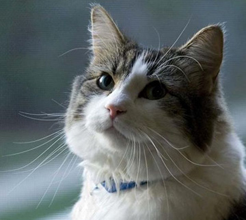 Oscar, the therapy cat that comforts dying patients at Steere House Nursing Home, Rhode Island