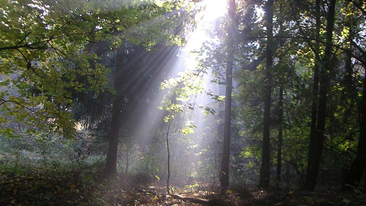 Light shining through trees