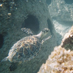 product_eternal reefs