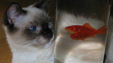 Cat watching goldfish intensely