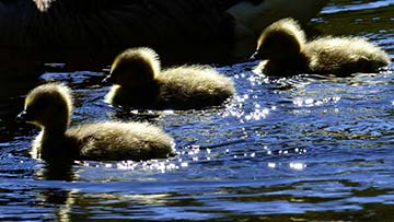 Ducklings swimming