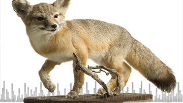 podcasts-14.1-Taxidermy-a-womans-perspective-360x203