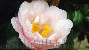 podcasts-19.1-Celebrating-a-human-life-360x203