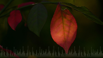 podcasts-3.2-The-Rise-of-Non-Religious-Funerals-360x203