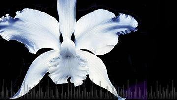 podcasts-4.2-State-support-for-funerals-in-Ireland-360x203