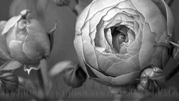 podcasts-8.2-The-art-of-writing-a-eulogy-360x203