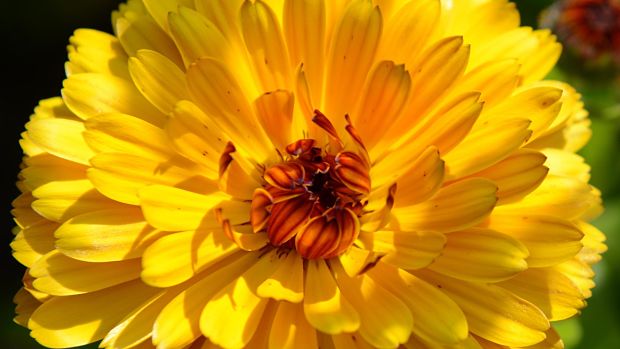 Yellow flower