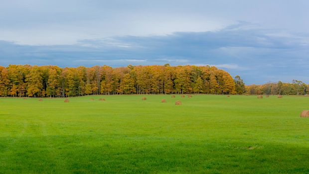 Green landscape