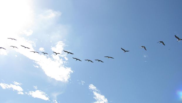 Birds flying in blue sky