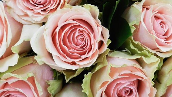 Pink roses