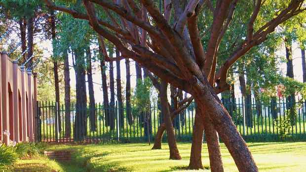 Trees in South Africa