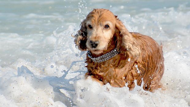 dog swimming in the sea