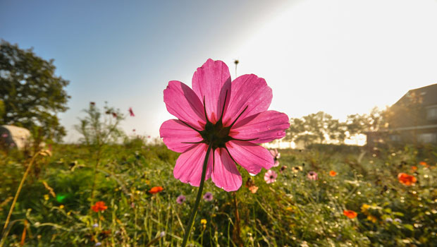 green burial trends