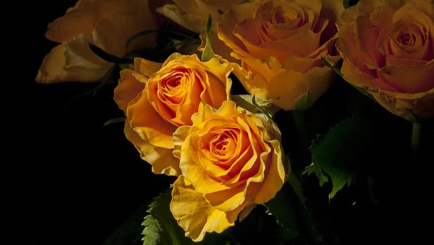 yellow roses