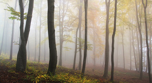 forest funerals germany
